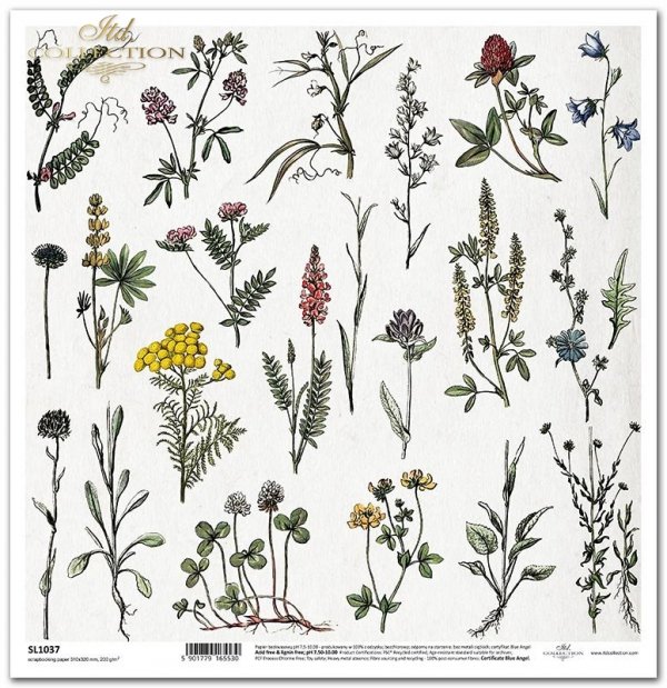 Seria Zielnik - Herbarium, zioła,  rośliny, kwiaty*herbs, plants, flowers*Kräuter, Pflanzen, Blumen*hierbas, plantas, flores