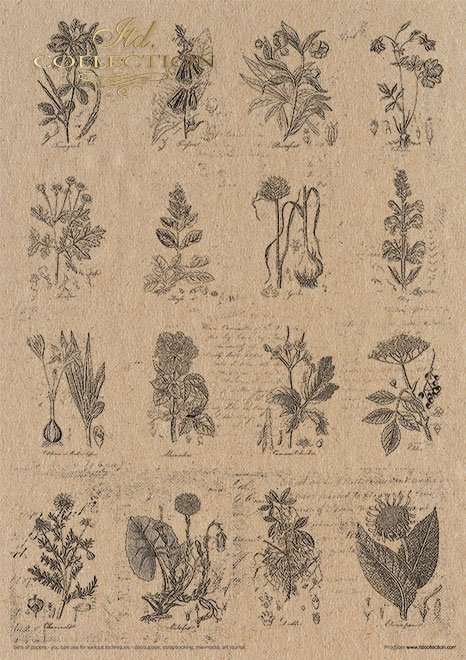 Zestaw papierów - Herbarium*Set of papers - Herbarium*Reihe von Papieren - Herbarium* Conjunto de papeles - Herbario* Conjunto de papeles - Herbario