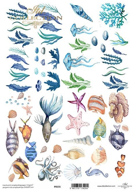 ryby, wodorosty, ośmiornice, muszle*fish, seaweed, octopus, shells*Fische, Algen, Tintenfische, Muscheln*peces, algas, pulpos, conchas