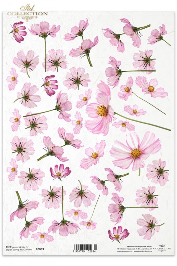 kwiatek Cosmos, kwiat Warszawianka, Kwiatek Warszawianka czyli Cosmos, różowe kwiaty, R063, flower, flowers, meadow, garden, cosmos, flores ''cosmos'' , kleine Blume ''Kosmos'' 