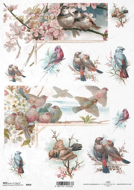 ptak, ptaszek, ptaszki, wiosna, drzewa owocowe, kwitnące gałęzie, R859, bird, birdie, spring, fruit trees, flowering branches, Vogel, Birdie, Vögel, Frühling, Obstbäume, blühende Zweige, pájaro, pajarito, primavera, árboles frutales, ramas en flor