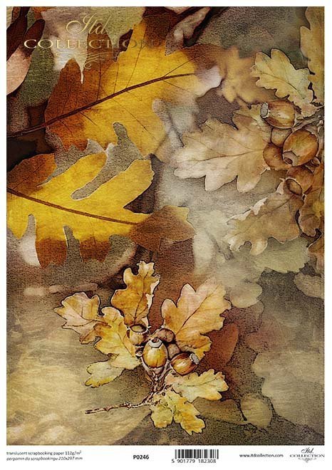 jesienne rośliny, żołędzie, liście, dąb, jesień*autumn plants, acorns, leaves, oak, autumn*Herbstpflanzen, Eicheln, Blätter, Eiche, Herbst*plantas de otoño, bellotas, hojas, roble, otoño