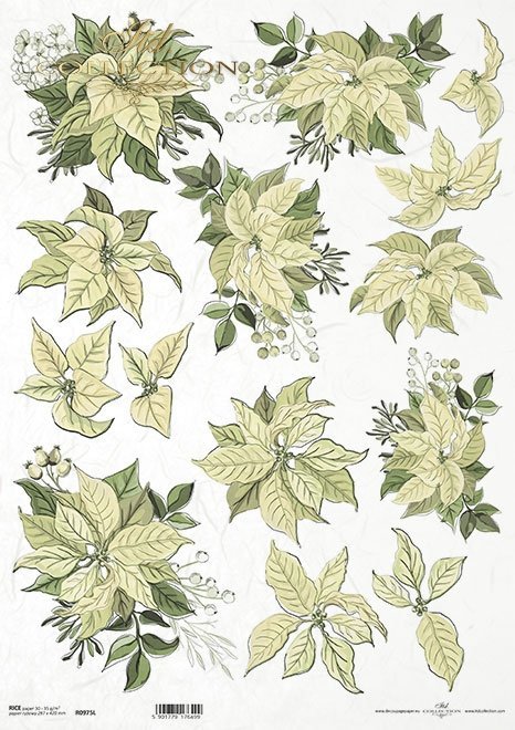 poinsecja, gwiazda betlejemska*poinsettia*Weihnachtsstern*flor de Pascua