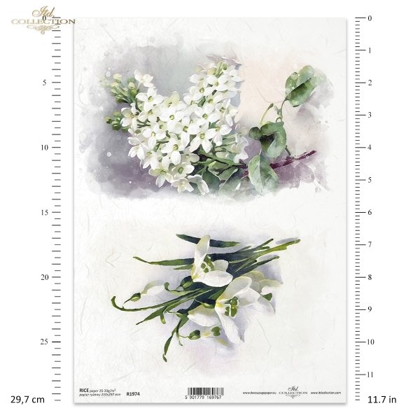 przebiśnieg, przebiśniegi, zawilec biały, zawilce białe, wiosenne kwiaty, białe kwiaty, ogród, łąka, wiosna, snowdrop, snowdrops, white anemone, anemones, spring flowers, white flowers, garden, meadow, spring, Schneeglöckchen