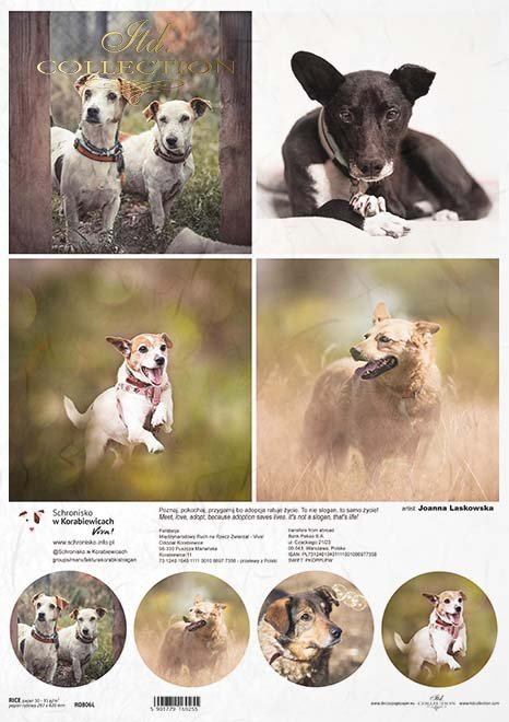 Schronisko w Korabiewicach, fotografie zwierząt, psy, Joanna Laskowska*Shelter in Korabiewice, animal photography, dogs, Joanna Laskowska*Tierheim in Korabiewice, Tierfotografie, Hunde, Joanna Laskowska*Refugio en Korabiewice, fotografía de animales, perr