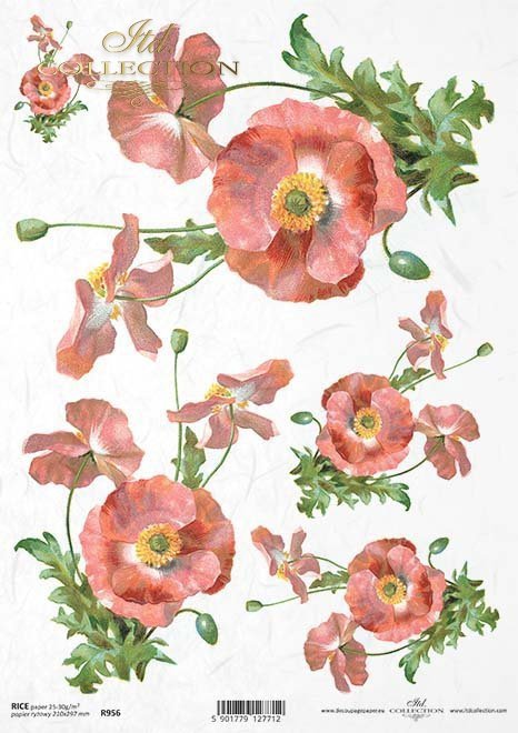 mak, maki, makowe, kwiat, łąka, ogród, lato, R956, poppy, flower, meadow, garden, summer, Mohn, Mohnblume, Blume, Wiese, Garten, Sommer, amapola, flor, prado, jardín, verano 