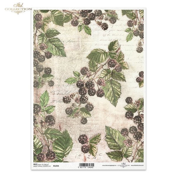 owoce leśne, owoce, dzikie jeżyny, jeżynowe gałązki, ogród, stare napisy, retro, ręczne pismo, stary papier, list, roślinne tło, gooseberry, fruits, wild blackberry, blackberry branches, garden, old inscriptions