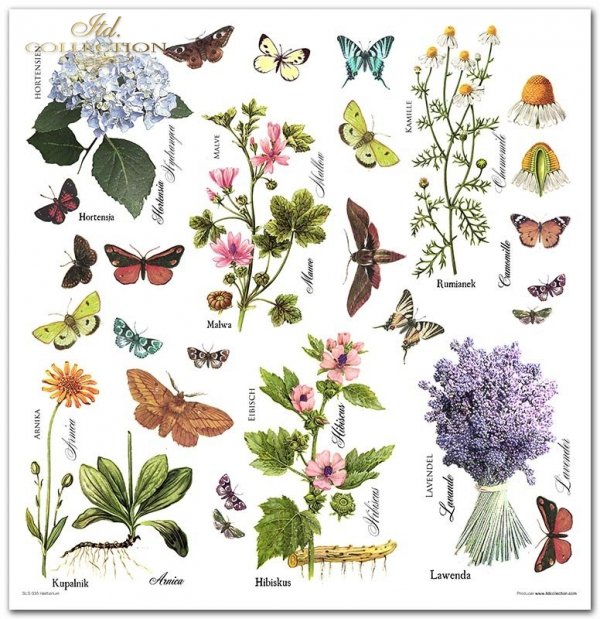 Zestaw do scrapbooking (HS code 48025890) SLS-035 ''Herbarium''---- PRODUKT PRZECENIONY