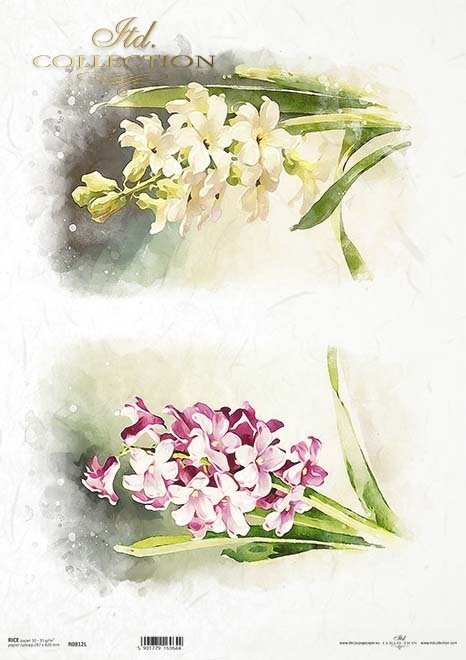 wiosenne kwiaty, hiacynty*spring flowers, hyacinths*Frühlingsblumen, Hyazinthen*flores de primavera, jacintos