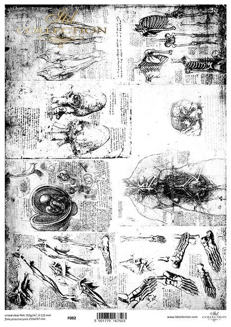 szkice, anatomia, rysunki*sketches, anatomy, drawings*Skizzen, Anatomie, Zeichnungen*bocetos, anatomía, dibujos
