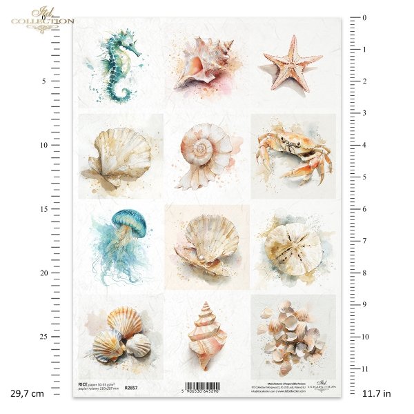 Muszle, małże, ślimak, perła, plaża, ocean, natura, akwarela, konik morski, meduza, jeżowiec, krab, rozgwiazda, fauna*Sea shells, clams, snail, pearl, beach, ocean, nature, watercolor, seahorse, jellyfish, sea urchin, crab, starfish, fauna