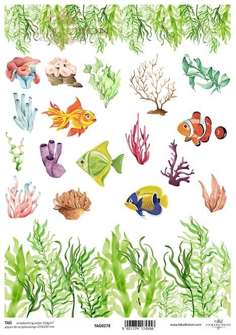 wodorosty, ryby, koralowce*seaweeds, fish, corals*Algen, Fische, Korallen*algas, peces, corales