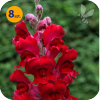 ANTIRRHINUM MAJUS ROCKET RED 8 SZTUK