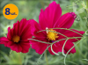COSMOS BIPINNATUS SONATA CARMINE 8 SZTUK