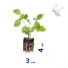COSMOS BIPINNATUS SONATA PINK BLUSH 8 SZTUK