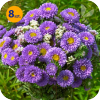 CALLISTEPHUS CHINENSIS MATSUMOTO LIGHT BLUE 8 SZTUK