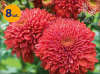 DENDRANTHEMA INDICUM GOMPIE RED 8 SZTUK