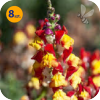 ANTIRRHINUM MAJUS TWIST MANGO 8 SZTUK