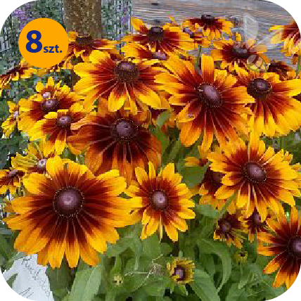 RUDBECKIA HIRTA CAPPUCCINO 8 SZTUK