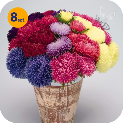 CALLISTEPHUS CHINENSIS GALA FORMULA MIX 8 SZTUK