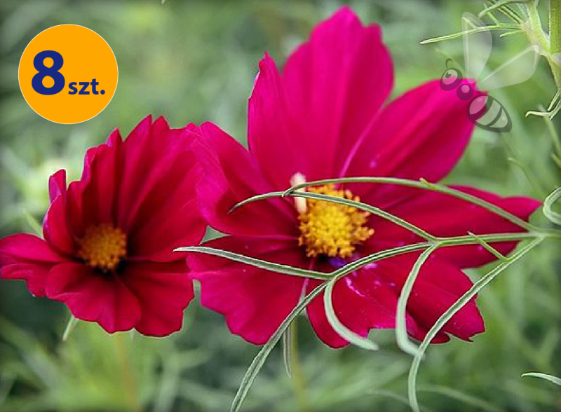 COSMOS BIPINNATUS SONATA CARMINE 8 SZTUK