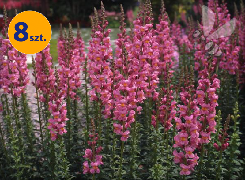 ANTIRRHINUM MAJUS ROCKET ROSE 8 SZTUK