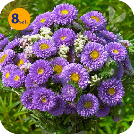 CALLISTEPHUS CHINENSIS MATSUMOTO LIGHT BLUE 8 SZTUK