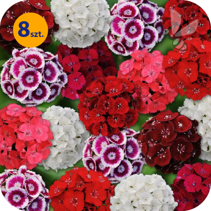 DIANTHUS BARBATUS SWEET MIX 8 SZTUK