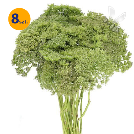 AMMI VISNAGA GREEN MIST 8 SZTUK