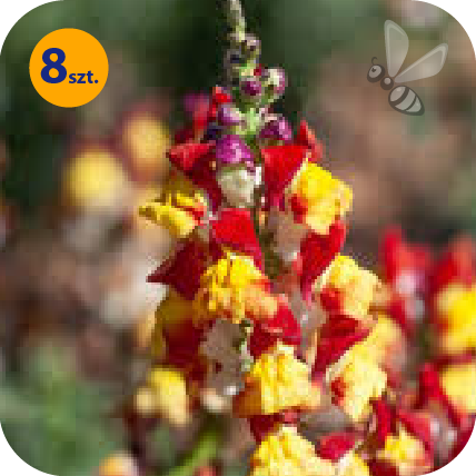 ANTIRRHINUM MAJUS TWIST MANGO 8 SZTUK