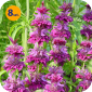 MONARDA HYBRIDA BERGAMO 8 SZTUK 