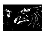 Bob Marley (B&amp;W) - reprodukcja