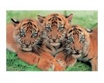 Tiger Cubs - reprodukcja