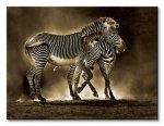 Obraz ścienny - Zebra Grevys - 80x60 cm