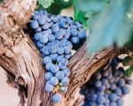 Purple Grapes - plakat