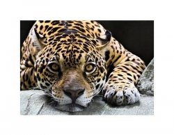 Jaguar - reprodukcja