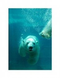 Niedźwiedź Polarny - reprodukcja