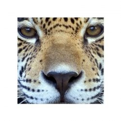 Leopard - reprodukcja