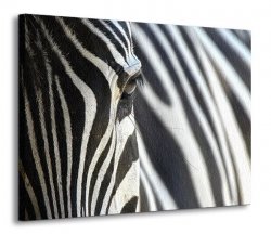 Obraz na ścianę - Zebra - 120x90 cm