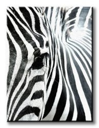 Obraz do sypialni - Zebra - 90x120 cm