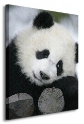Wielka Panda - Obraz na płótnie