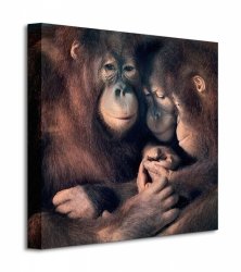 Obraz ścienny - Orangutan Family - 40x40 cm