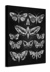 Eleven Moths - Obraz na płótnie