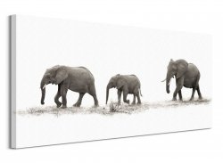 The Elephants - Obraz na płótnie