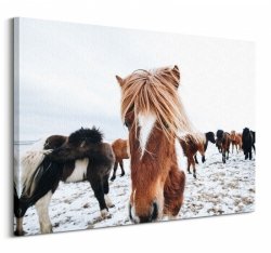 Obraz na ścianę - Konie - Icelandic Horse