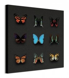 Kolorowe Motyle - obraz na płótnie