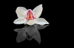 Fototapeta ścienna - Biała Orchidea - 175x115 cm
