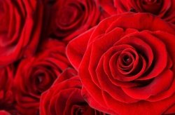 Fototapeta ścienna - Czerwone róże - 175x115 cm