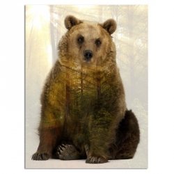 Obraz na ścianę - Niedźwiedź brunatny - Płótno Canvas