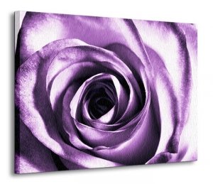Purpurowa róża - Obraz na płótnie